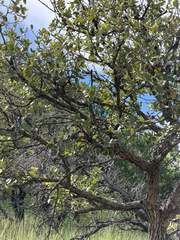 (c) CK2AZ, some rights reserved (CC BY) Quercus arizonica, photograph (c) CK2AZ, some rights reserved (CC BY)