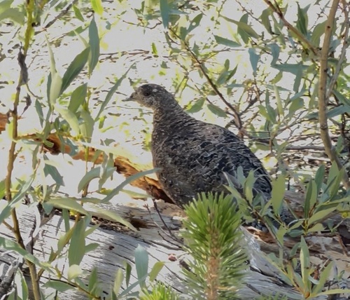 iNaturalist observation photo of Sooty Grouse