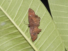 Caprona ransonnettii
