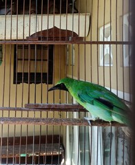 Chloropsis sonnerati