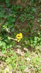 Ophrys lutea lutea