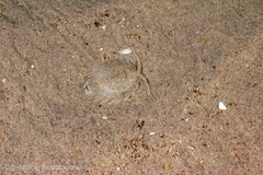 Acanthoserolis schythei