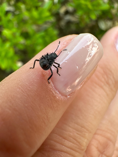 Brown Marmorated Stink Bug