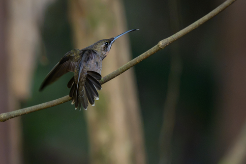 Amapa Barbthroat