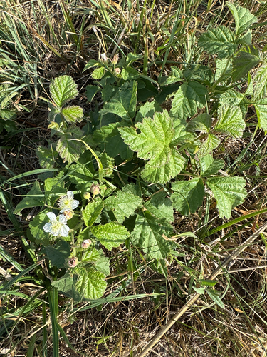 European dewberry