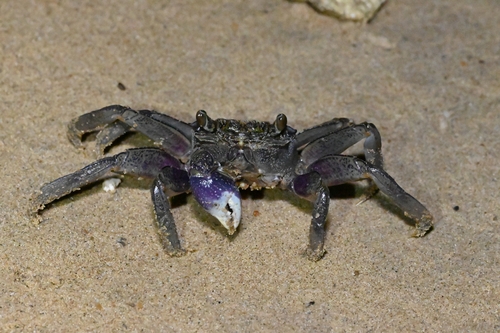 Violet Vinegar Crab