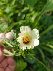 Hibiscus richardsonii