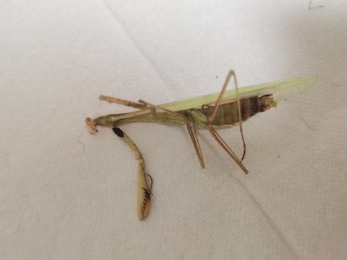 European Mantis