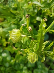 Hibiscus richardsonii