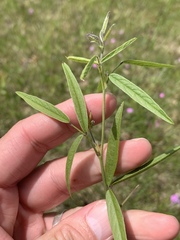 Orbexilum pedunculatum