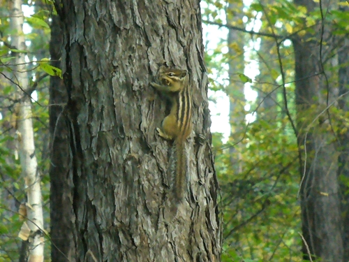 Siberian Chipmunk