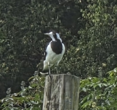 Magpie-lark