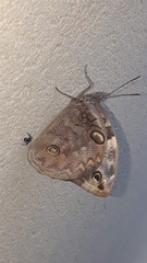 Opsiphanes invirae amplificatus
