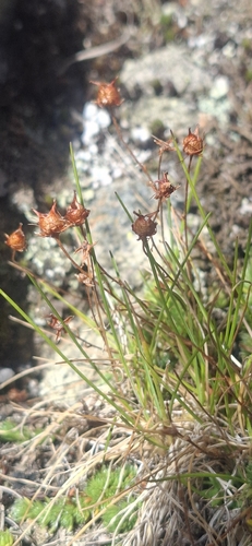 Saxifraga bryoides, photograph 5