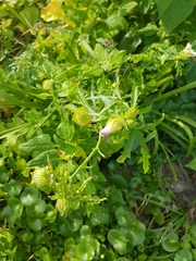 Hibiscus richardsonii
