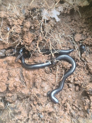 Photo of a Caqueta Blind Snake (Trilepida brevissima)