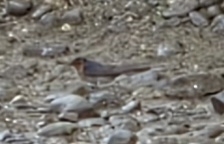 Welcome Swallow