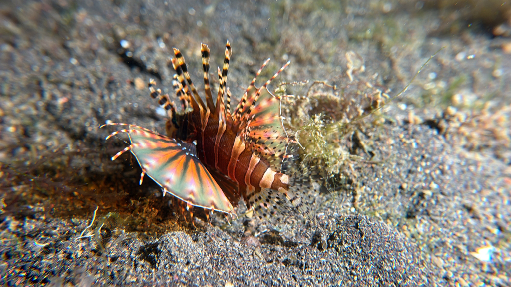 Zebra turkeyfish