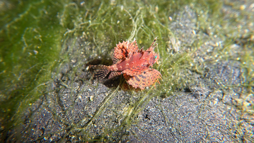 Neochirus brachyptera