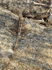 Sitana ponticeriana
