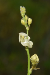 Pleurolobus gangeticus