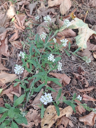 hoary alyssum