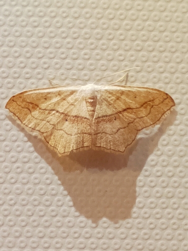 Small Blood-vein