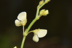 Pleurolobus gangeticus
