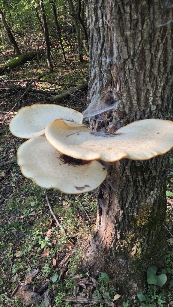Dryad's Saddle · August 2026 · photo: Photo: (c) Carter Ertel, some rights reserved (CC BY) · iNaturalist