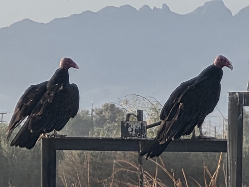 Turkey Vulture