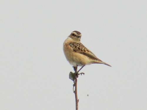 Whinchat
