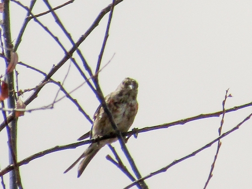 Eurasian Linnet