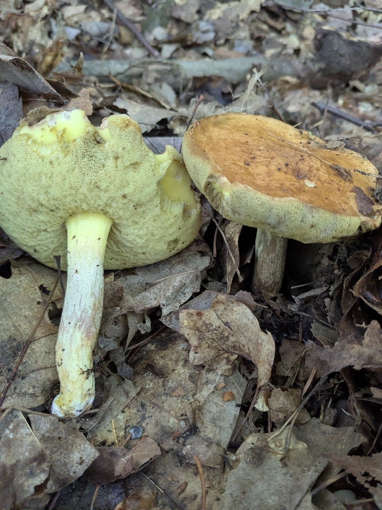 Smoothish-stemmed bolete · August 2026 · photo: Photo: (c) calland glass, some rights reserved (CC BY) · iNaturalist