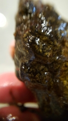 Botryllus schlosseri