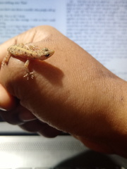 Cnemaspis mysoriensis