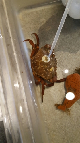 Balanus crenatus