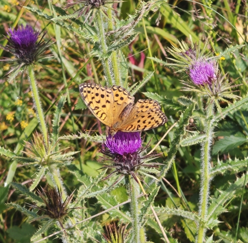 Dark Green Fritillary