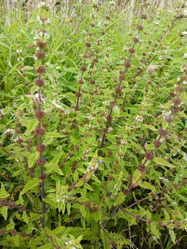 European water-horehound