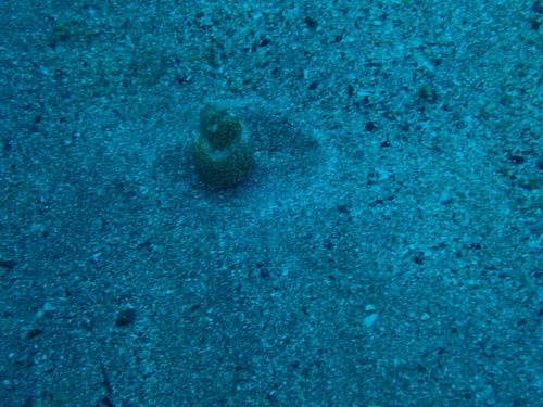 Callechelys marmorata observed 2026-08-24