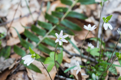 Hepatica acutiloba