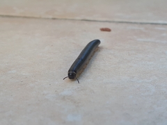 Ommatoiulus sabulosus aimatopodus