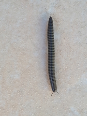 Ommatoiulus sabulosus aimatopodus