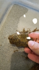 Botryllus schlosseri