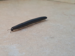 Ommatoiulus sabulosus aimatopodus