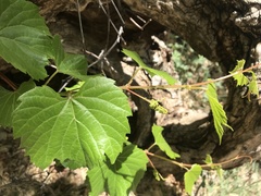 Vitis arizonica