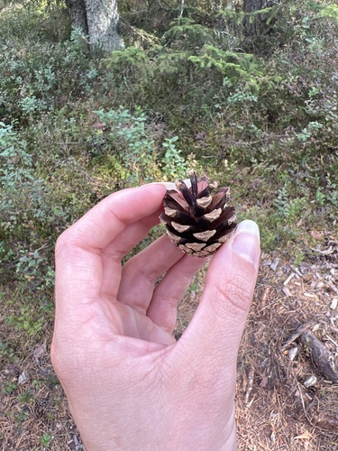 Scots pine