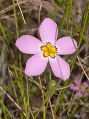 Sabatia stellaris, photograph (c) Tom Field, some rights reserved (CC BY)