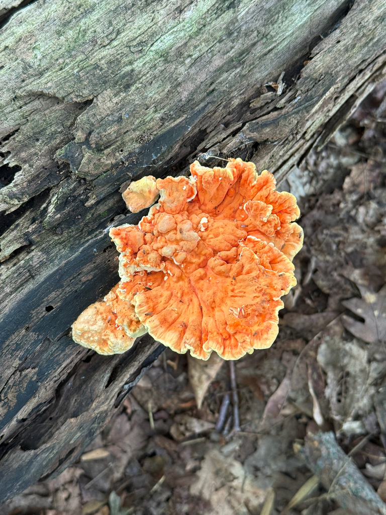 chicken of the woods · August 2026 · photo: Photo: no rights reserved · iNaturalist
