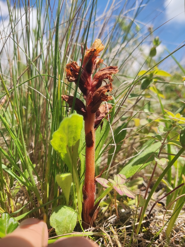 Orobanche yuennanensis