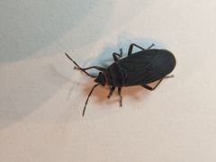 Melacoryphus rubicollis